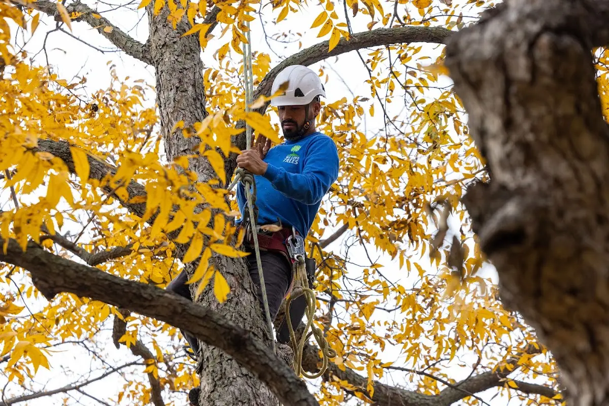 Skilled Tree Pruning crew working in East Syracuse